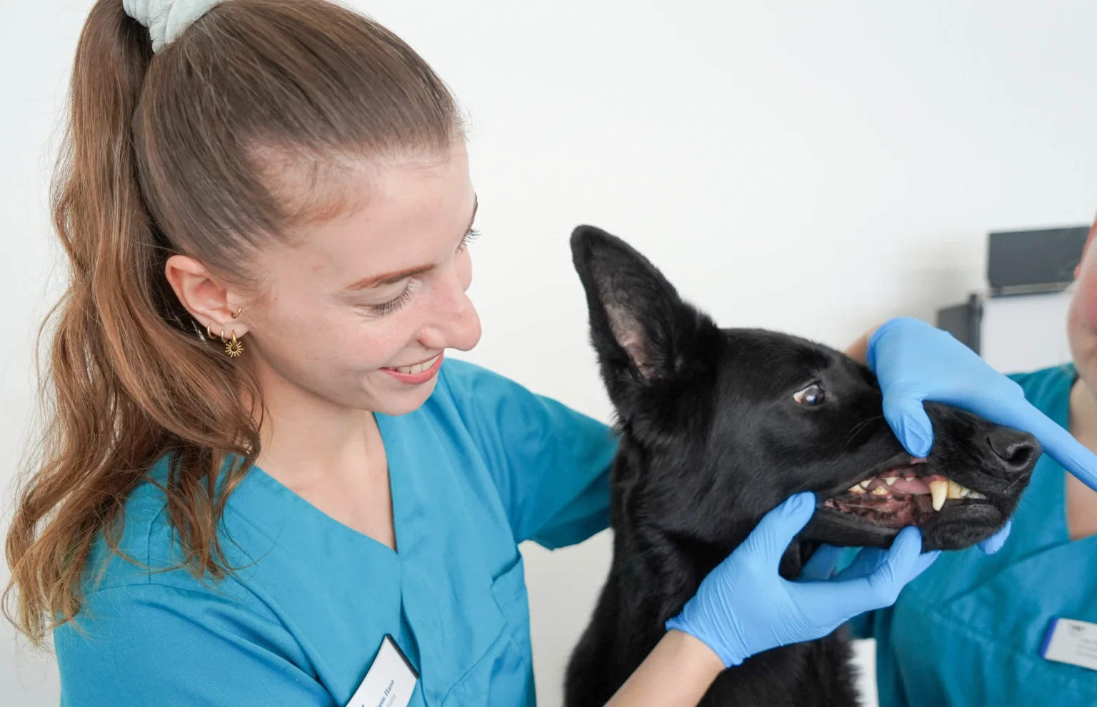 Tierärztezentrum Neuland Bergheim – Tierarzt Bergheim | Kleintiermedizin Hunde & Katzen | Zahnheilkunde